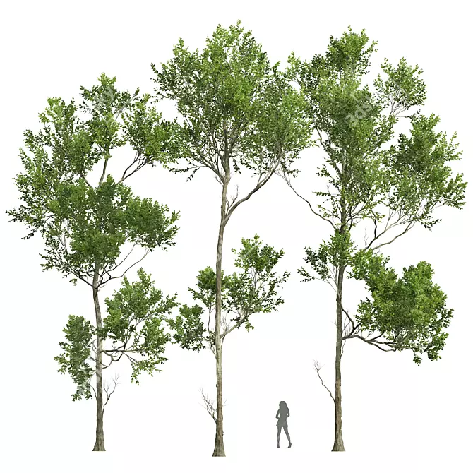 American Beech Tree 3D Models 3D model image 1