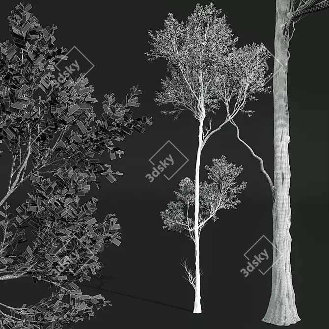 American Beech Tree 3D Models 3D model image 4