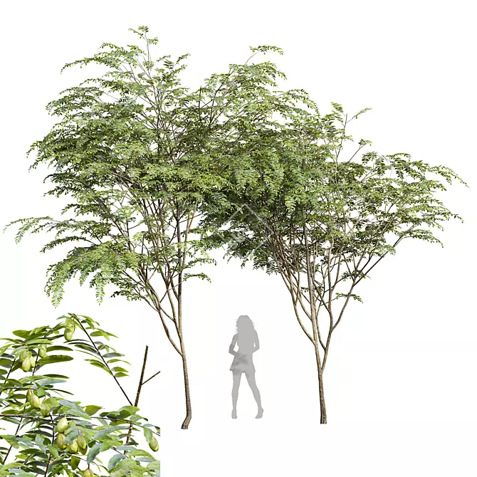 Chinese Date Tree Plant 3D 3D model image 1