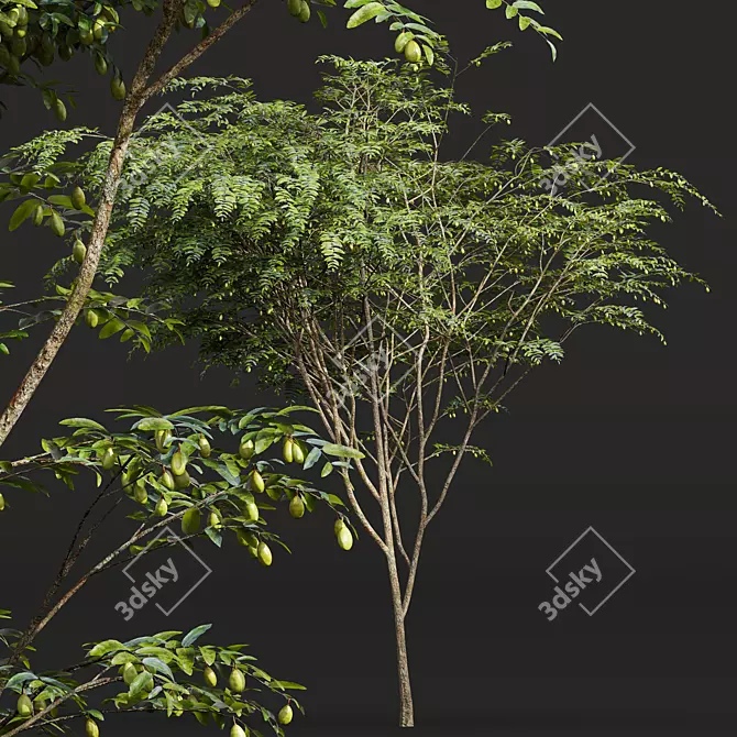 Chinese Date Tree Plant 3D 3D model image 2