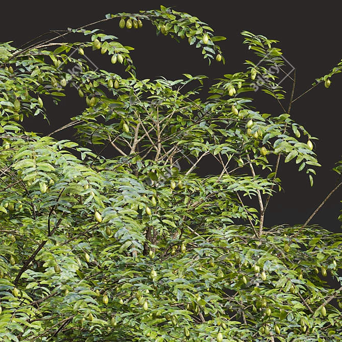 Chinese Date Tree Plant 3D 3D model image 3