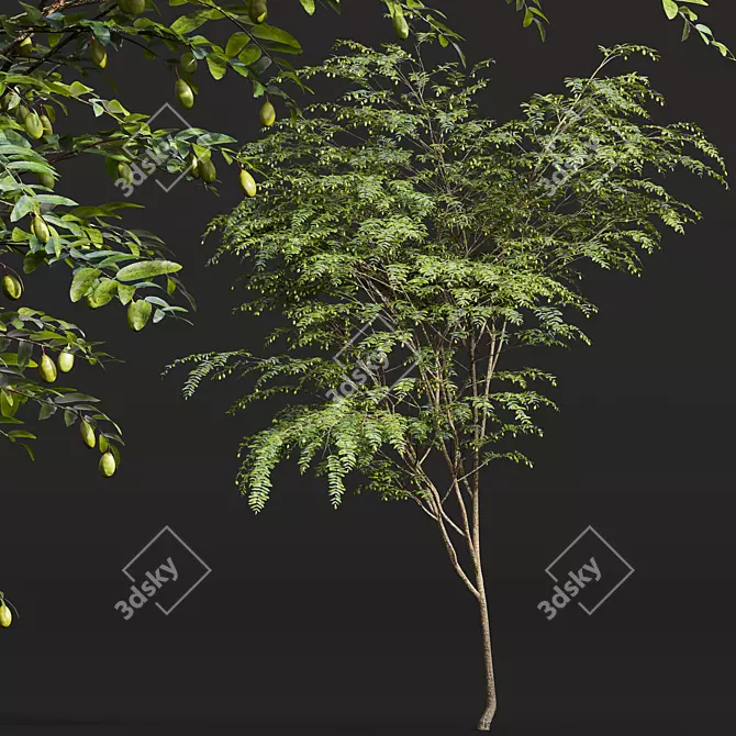 Chinese Date Tree Plant 3D 3D model image 4