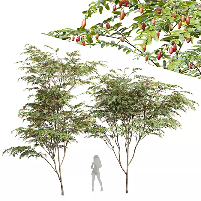 Ziziphus Jujuba Chinesische Dattel Plant 3D model image 1
