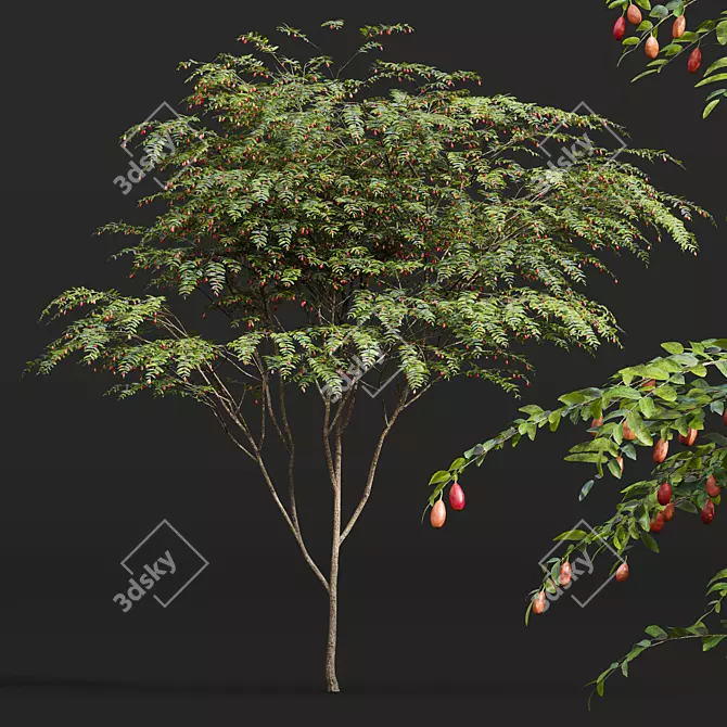 Ziziphus Jujuba Chinesische Dattel Plant 3D model image 2