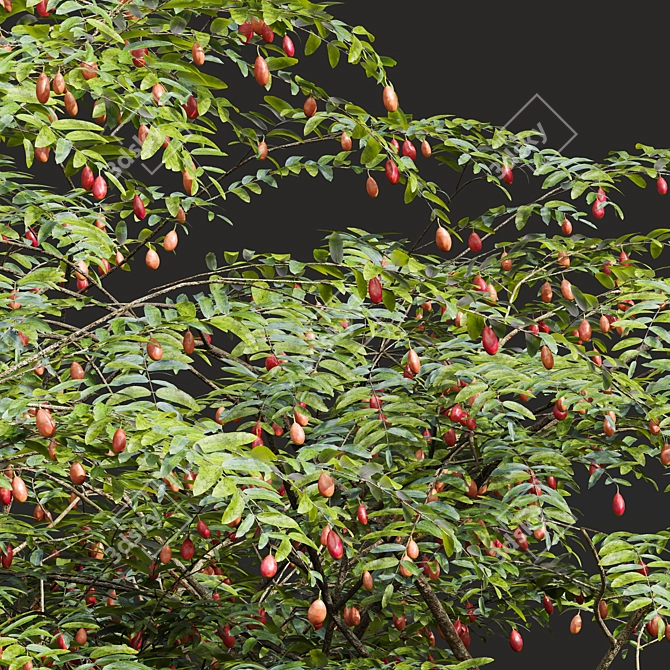 Ziziphus Jujuba Chinesische Dattel Plant 3D model image 3
