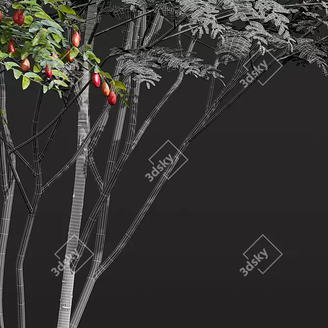 Ziziphus Jujuba Chinesische Dattel Plant 3D model image 4