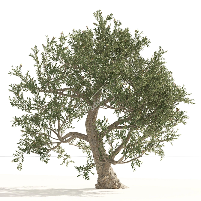 Mediterranean Olive Trees 3D Model 3D model image 4