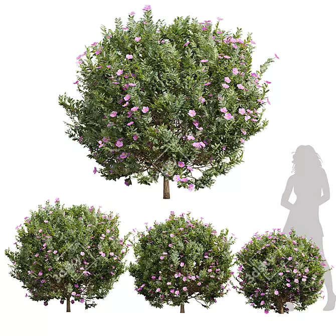 Cistus Albidus Zistrose Plant Model 3D model image 1
