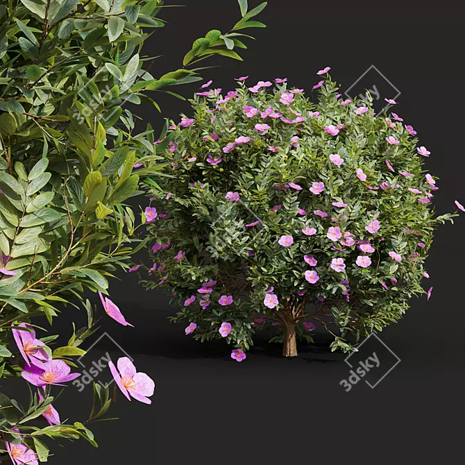Cistus Albidus Zistrose Plant Model 3D model image 2