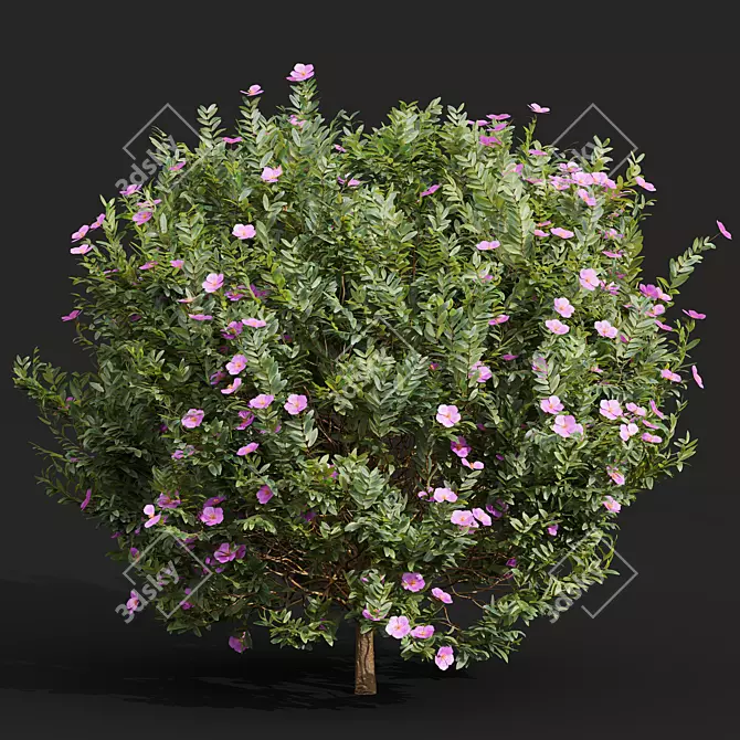 Cistus Albidus Zistrose Plant Model 3D model image 3