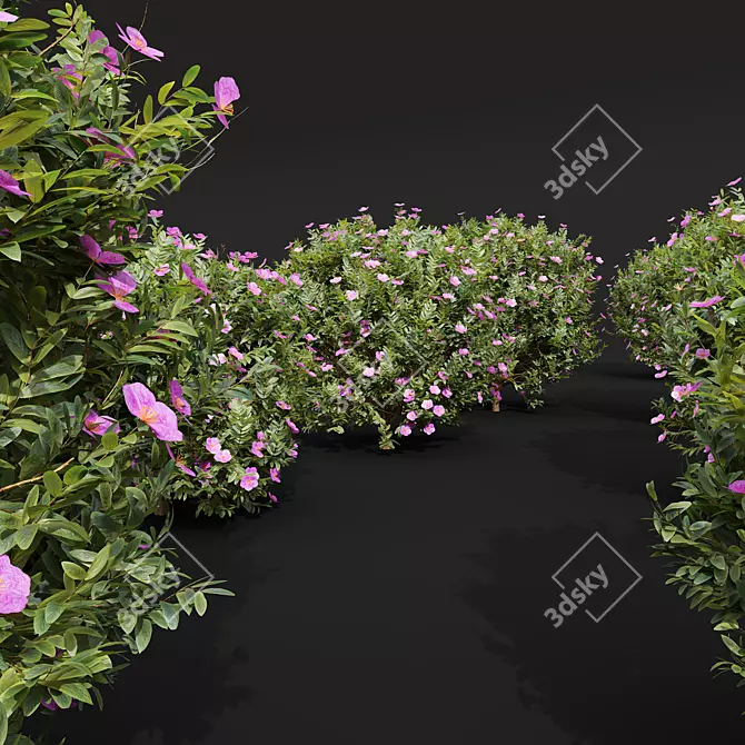 Cistus Albidus Zistrose Plant Model 3D model image 4