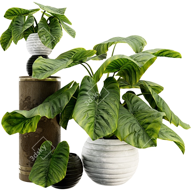 Tropical Elephant Ear Plant Collection 3D model image 1