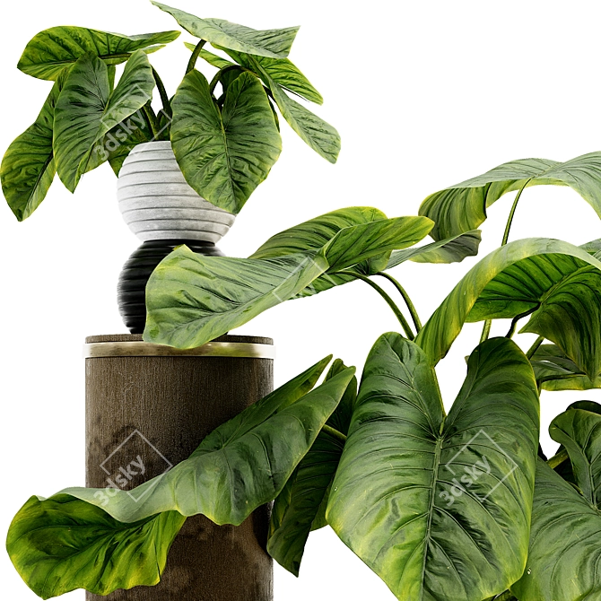Tropical Elephant Ear Plant Collection 3D model image 2