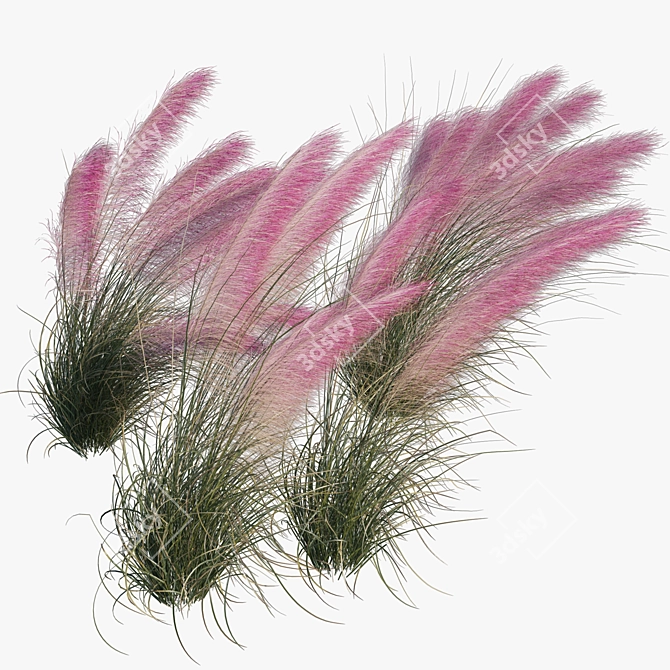 Pink Muhly Grass 3D Model 3D model image 2