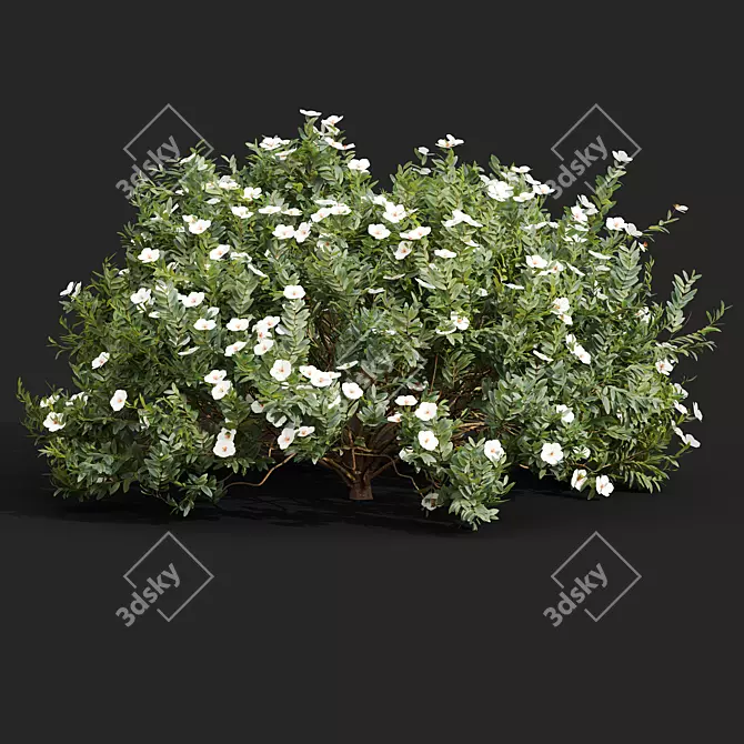  Cistus Albidus White Flower 3D Model Set 3D model image 2
