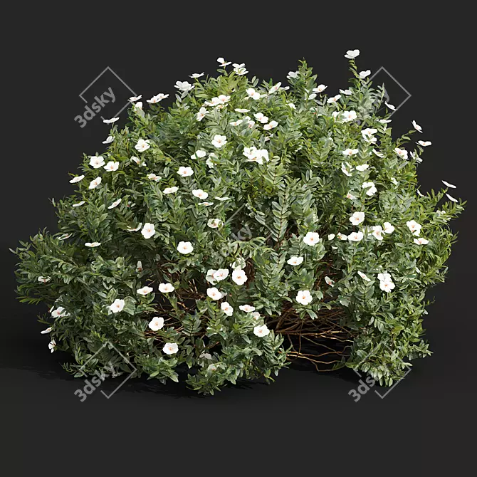  Cistus Albidus White Flower 3D Model Set 3D model image 3