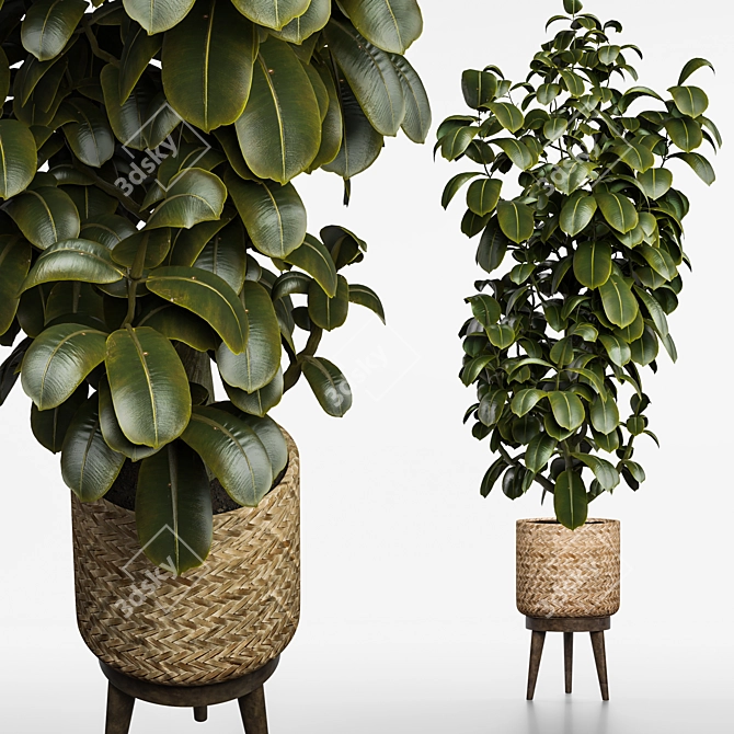 Ficus 2015 3D Model Render 3D model image 1