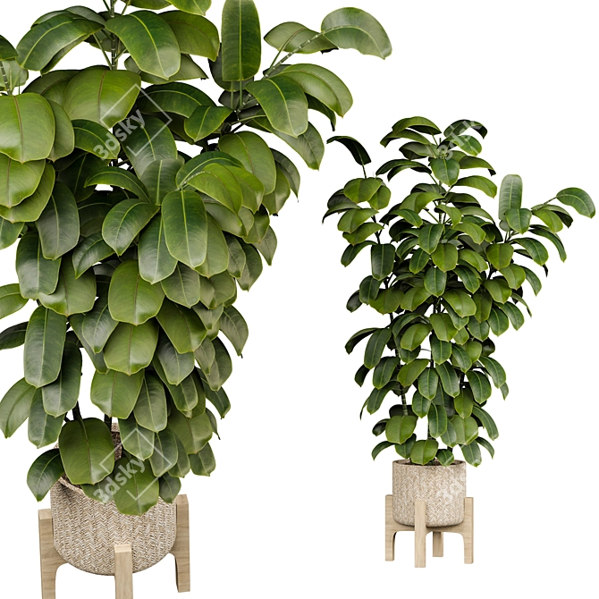 Ficus 3D Model V-Ray/Corona 3D model image 1