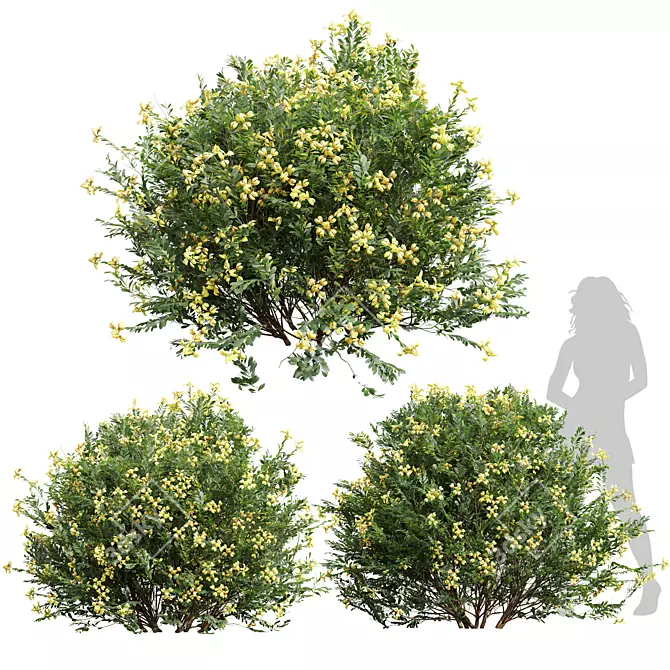 Fragrant Yellow Evergreen Shrub Model 3D model image 1