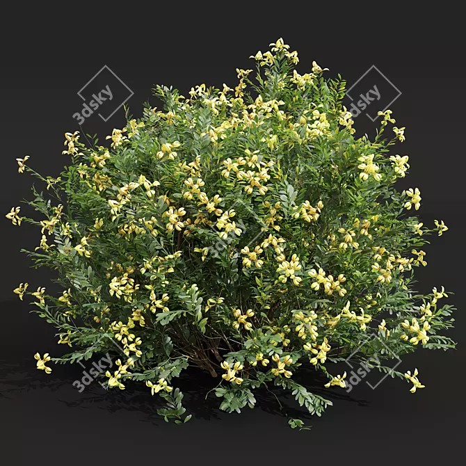 Fragrant Yellow Evergreen Shrub Model 3D model image 2
