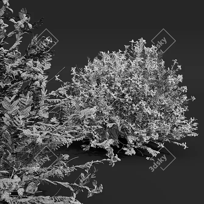 Fragrant Yellow Evergreen Shrub Model 3D model image 4