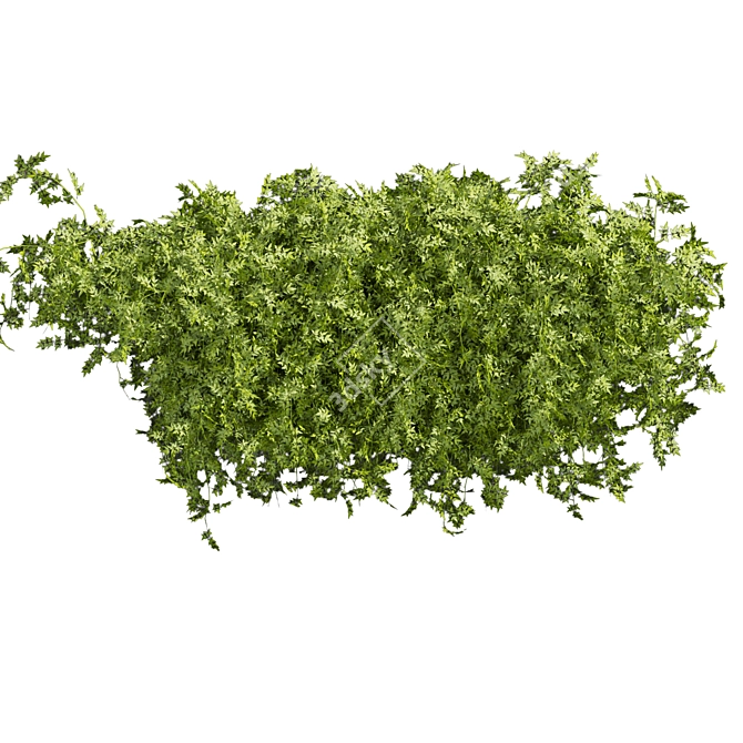  Bush Ivy Outdoor Plant 3D model image 3