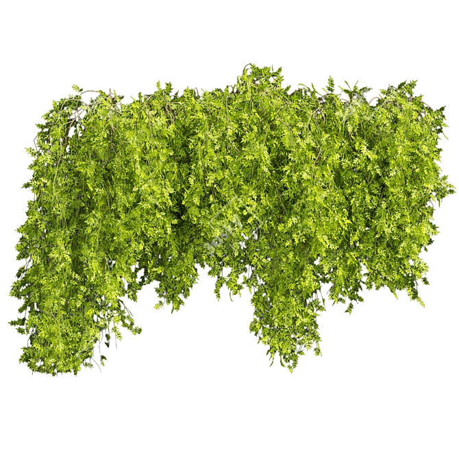  Bush Ivy Outdoor Plant 3D model image 4