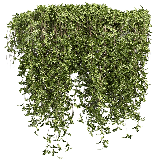  Bush Ivy Outdoor Plant 3D model image 5