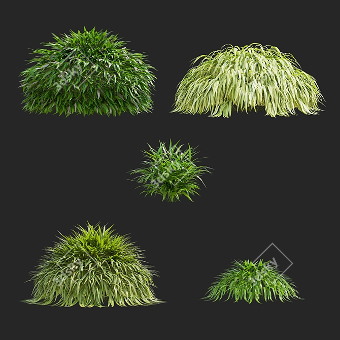 Hakonechloa macra Ornamental Grass Collection 3D model image 2