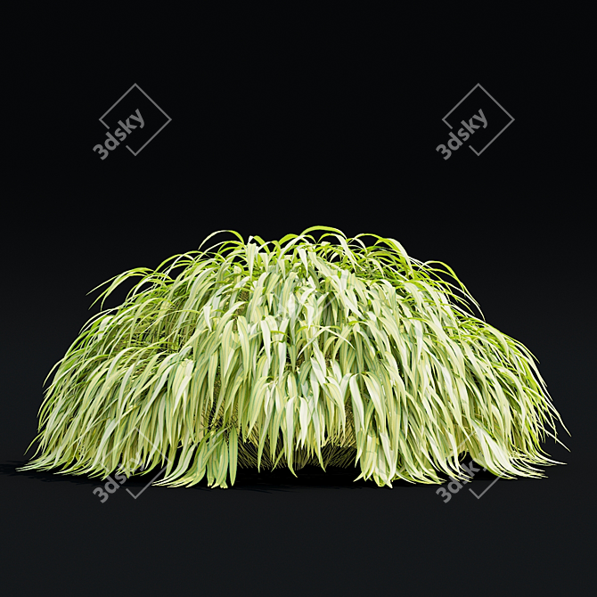 Hakonechloa macra Ornamental Grass Collection 3D model image 6