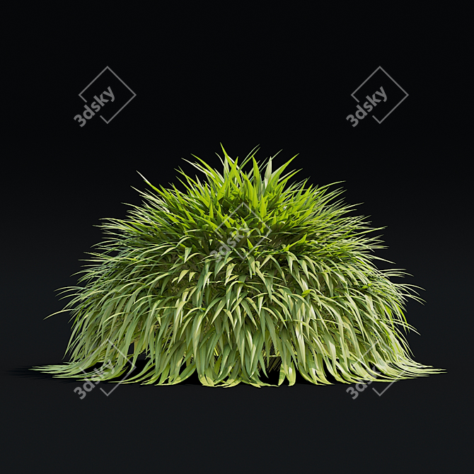 Hakonechloa macra Ornamental Grass Collection 3D model image 7