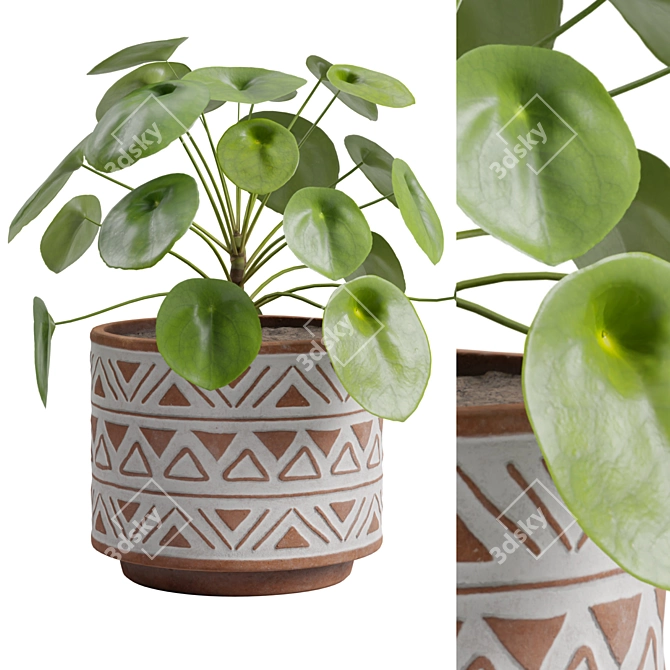 Chinese Money Plant 3D Model 3D model image 2