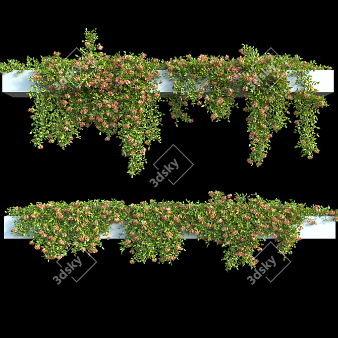 Rangoon Creeper Honeysuckle Vine 3D model image 1