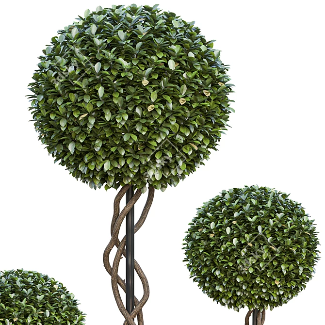 Precision Outdoor Shrub Plants Set 3D model image 3