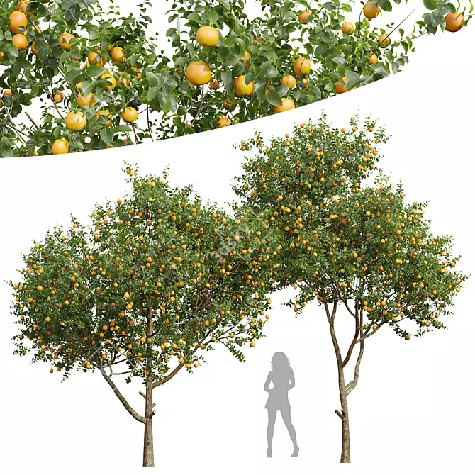 Citrus Sinensis Orange Plant Model 3D model image 1