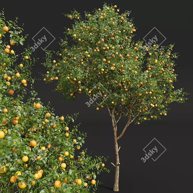 Citrus Sinensis Orange Plant Model 3D model image 2