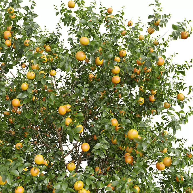 Citrus Sinensis Orange Plant Model 3D model image 3