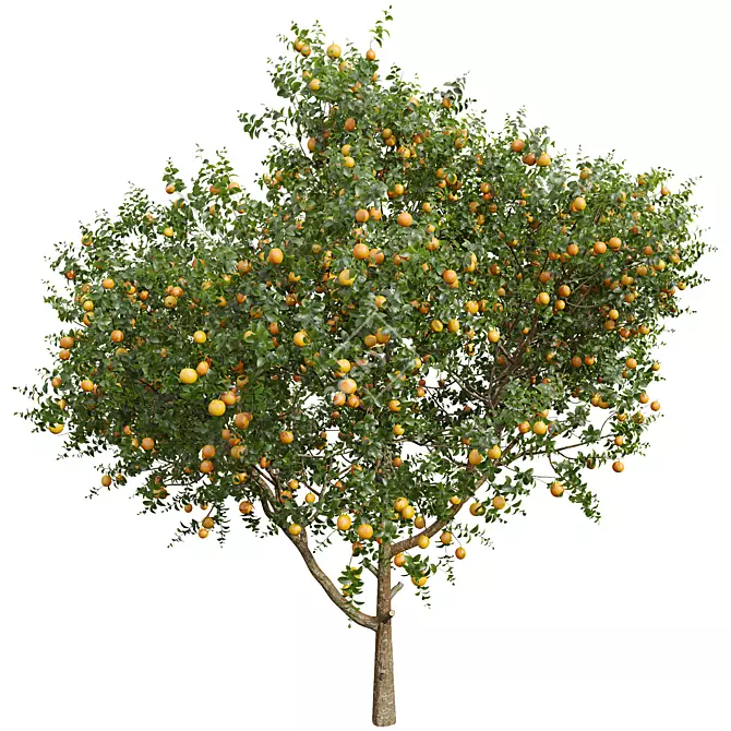 Citrus Sinensis Orange Plant Model 3D model image 4