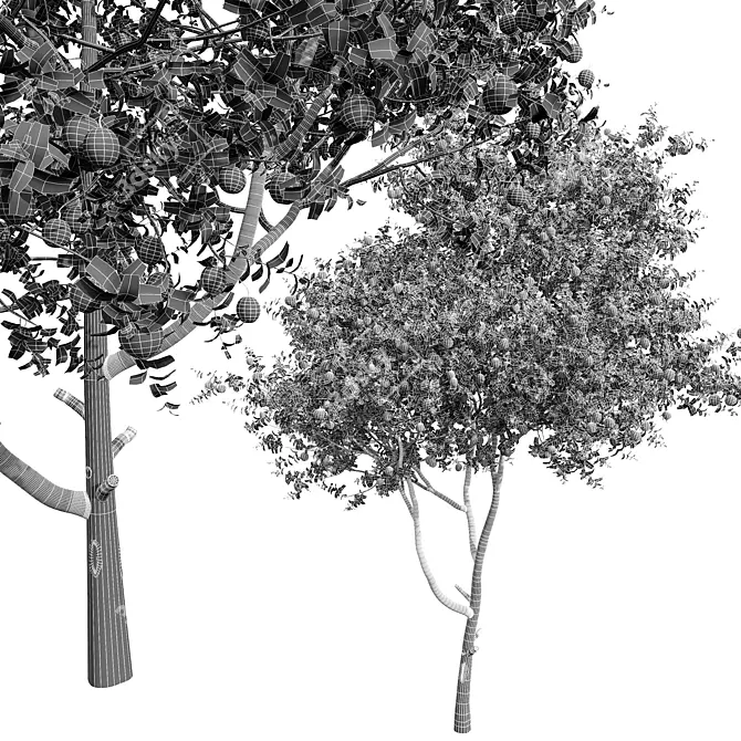 Citrus Sinensis Orange Plant Model 3D model image 5