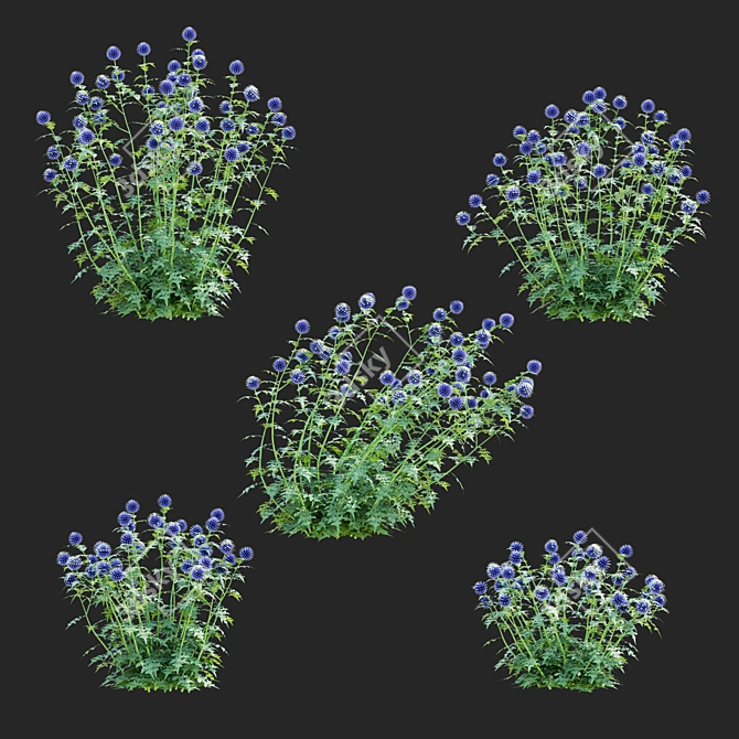 Bannaticus Echinops Flower Models 3D model image 2