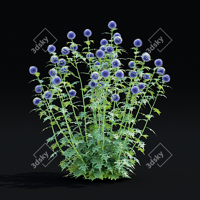 Bannaticus Echinops Flower Models 3D model image 4