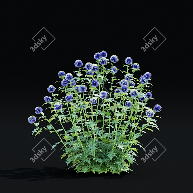 Bannaticus Echinops Flower Models 3D model image 6