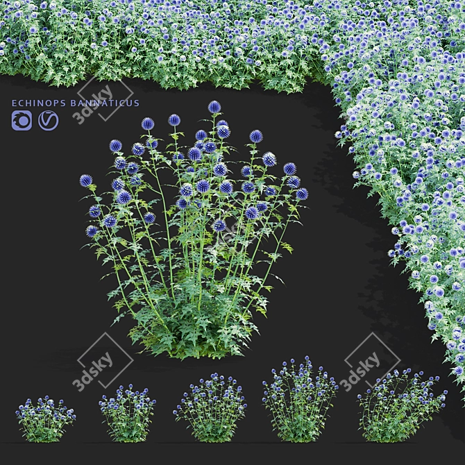 Bannaticus Echinops Flower Models 3D model image 8
