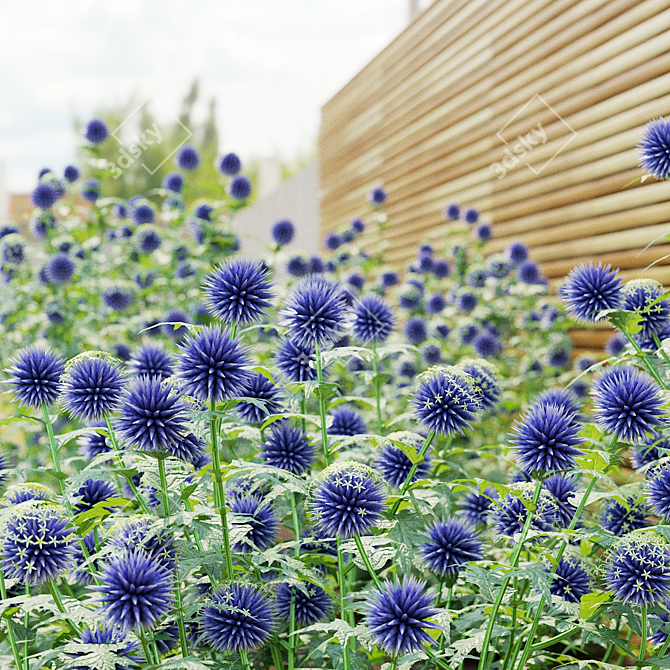 Bannaticus Echinops Flower Models 3D model image 9