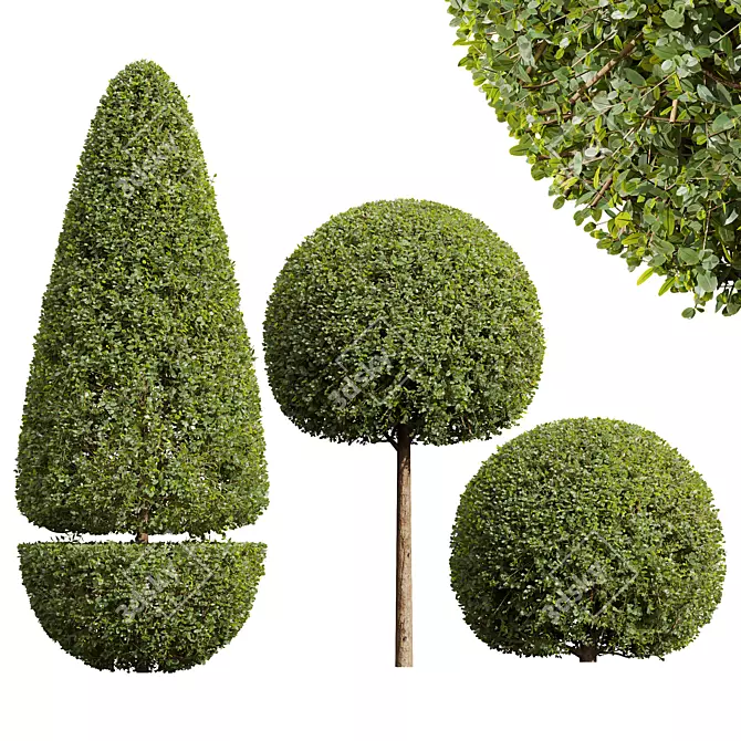 Ficus Concinna Bonsai Pruned Set 3D model image 1