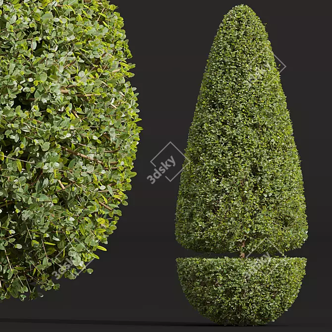 Ficus Concinna Bonsai Pruned Set 3D model image 2
