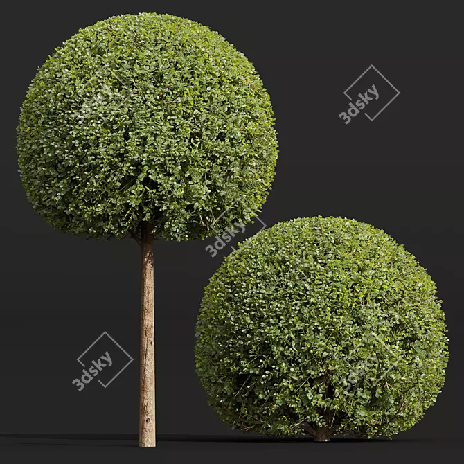 Ficus Concinna Bonsai Pruned Set 3D model image 3