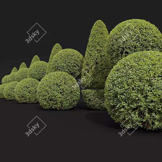 Ficus Concinna Bonsai Pruned Set 3D model image 4