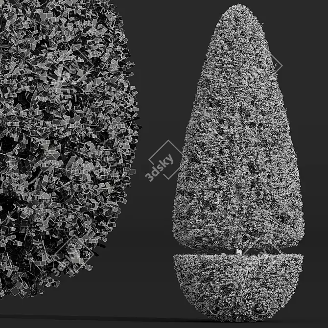 Ficus Concinna Bonsai Pruned Set 3D model image 5