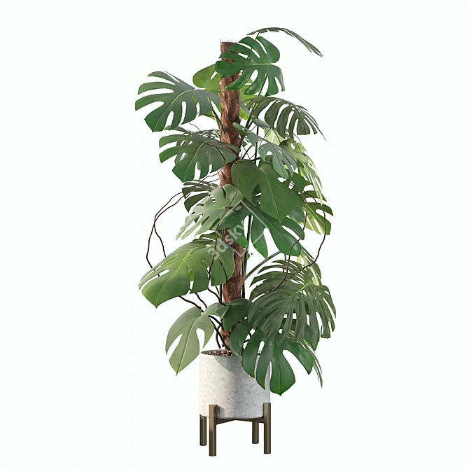 Tropical Monstera Plant Collection 3D model image 3